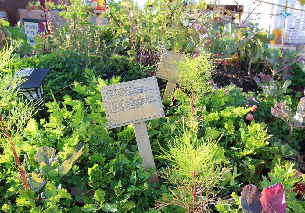 An image of a food forest.