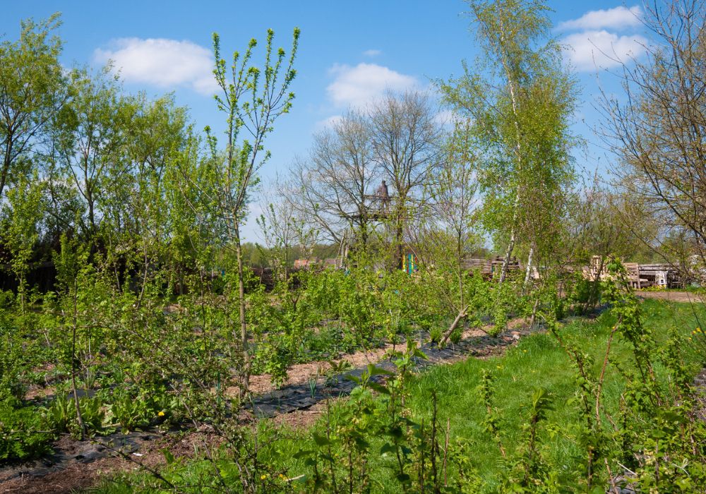 An image of a food forest.