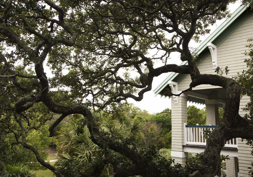 An image of oak trees growing beside a house.