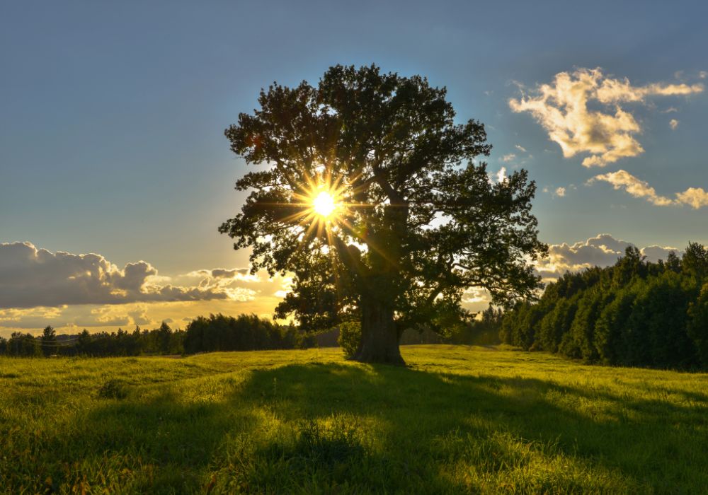 An image of an oak tree on a hill.