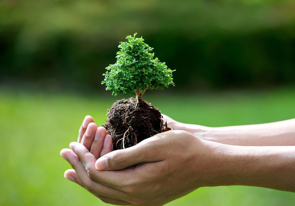 An image of tree sapling ready to be planted.