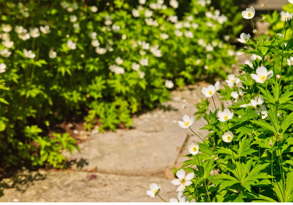 An image of a wildflowers.