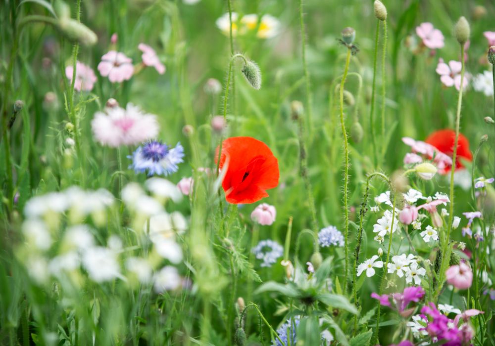 An image of Wildflowers.