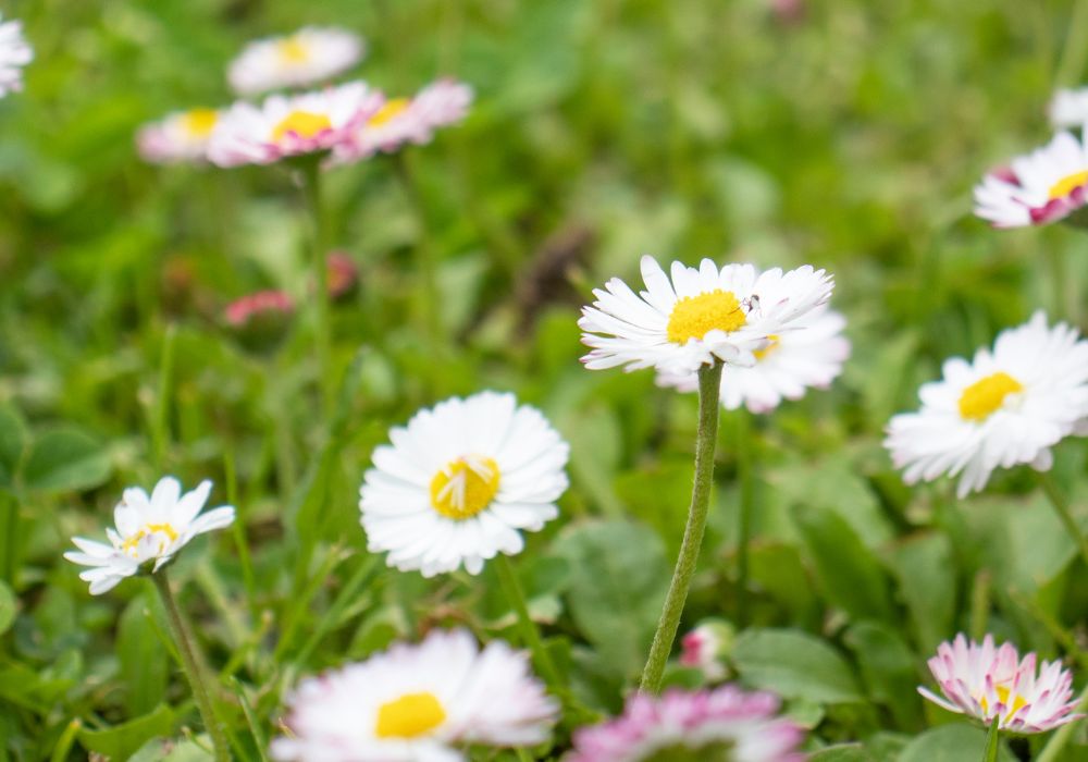 An image of a wildflowers.