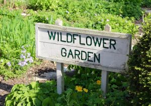 An image of a wildflower garden.