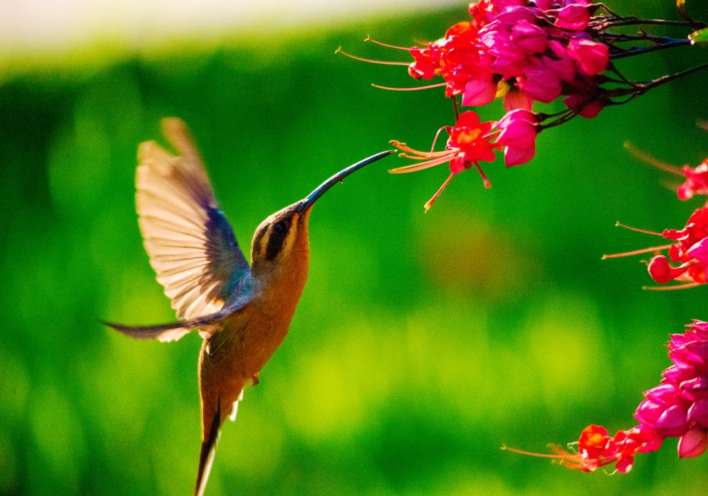 An image of pink flowers to attract hummingbirds.