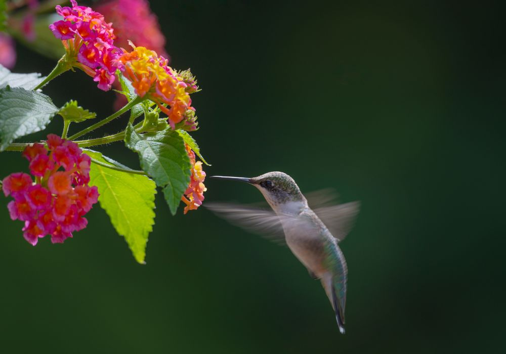 An image of flowers to attract hummingbirds.