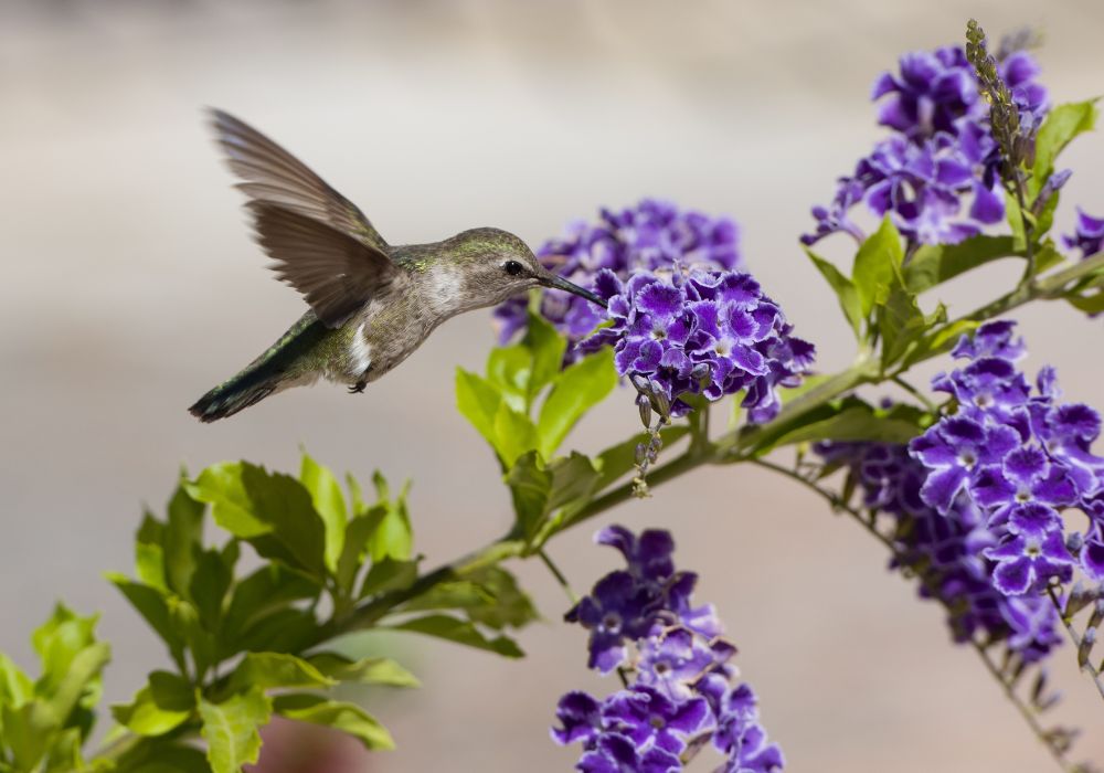 A hummingbird feeding on nectar from a purple flower. 