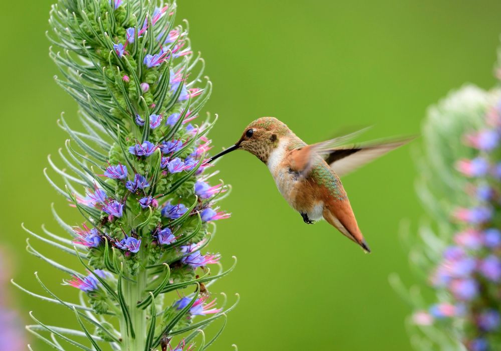 A hummingbird drawn to purple and pink flowers. 