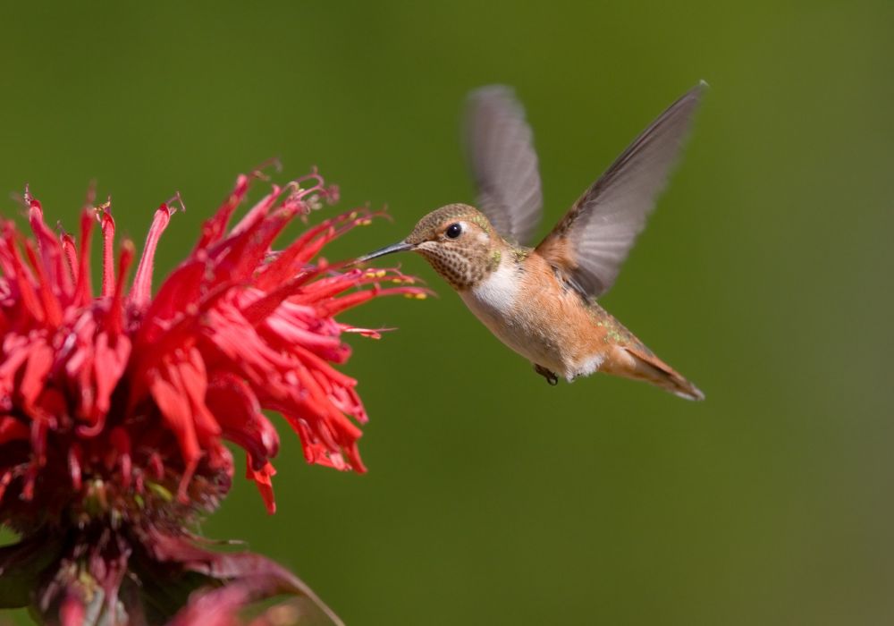 An image of red flowers to attract hummingbirds.