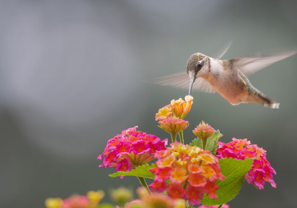 An image of flowers to attract hummingbirds.