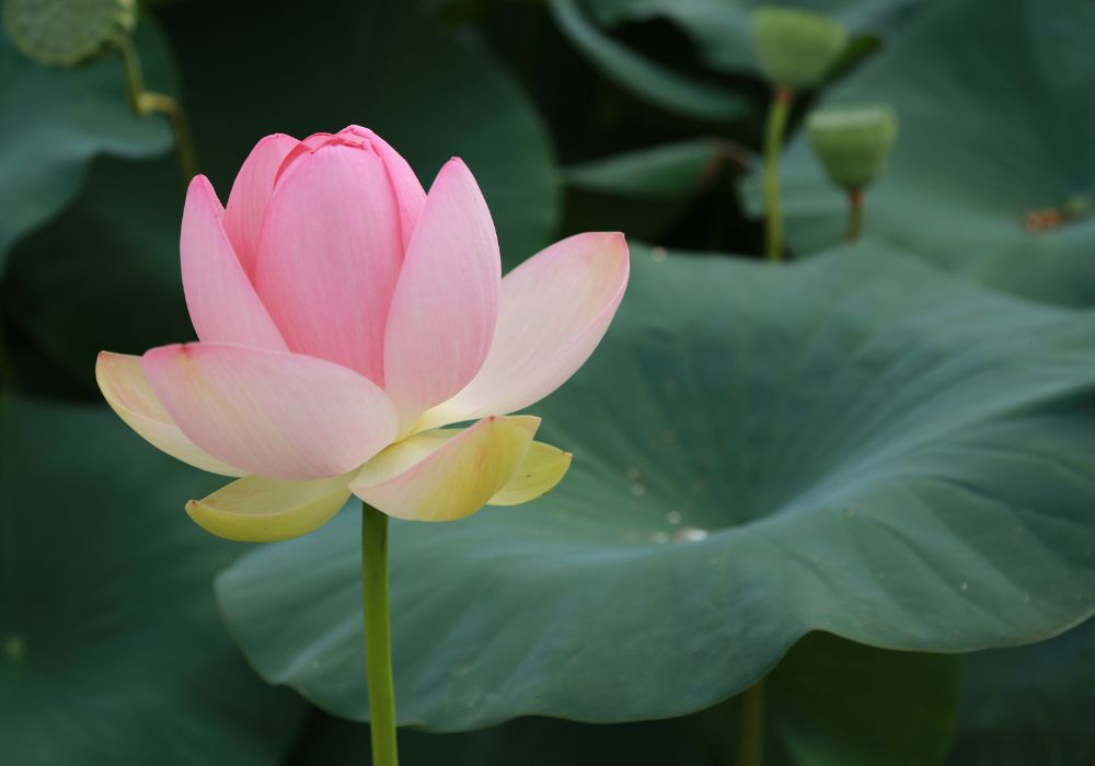 An image of a single lotus flower in bloom.