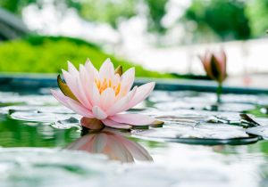 An image of a lotus flower floating on a pond.