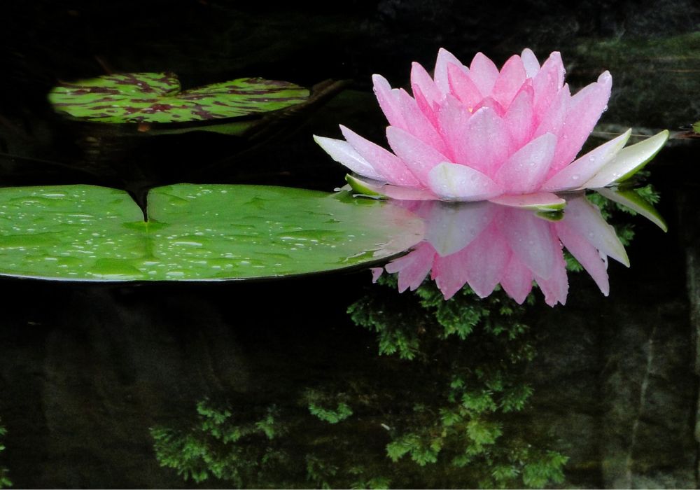 An image of a single lotus flower floating on a pond.