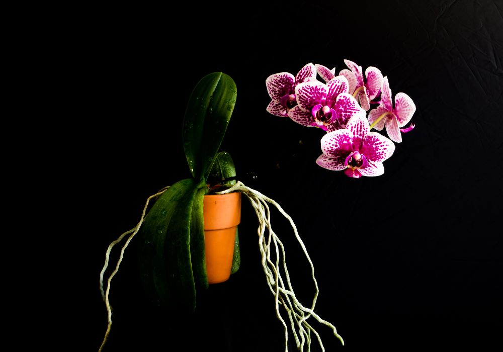 An image of an orchid with air roots. 