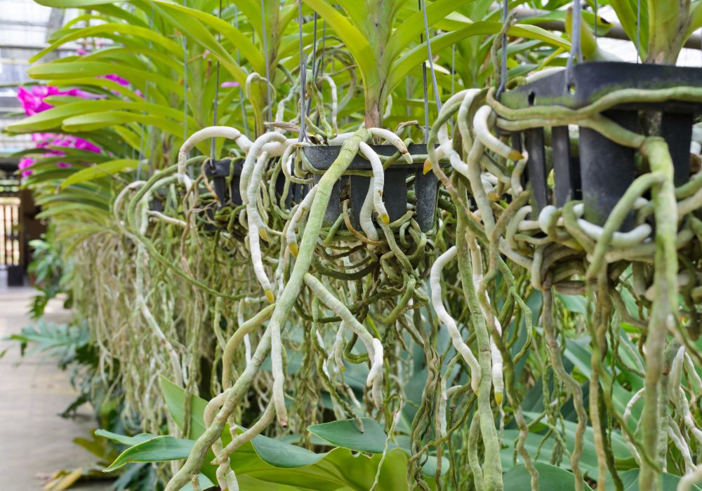 An image of hanging orchards in a garden. 