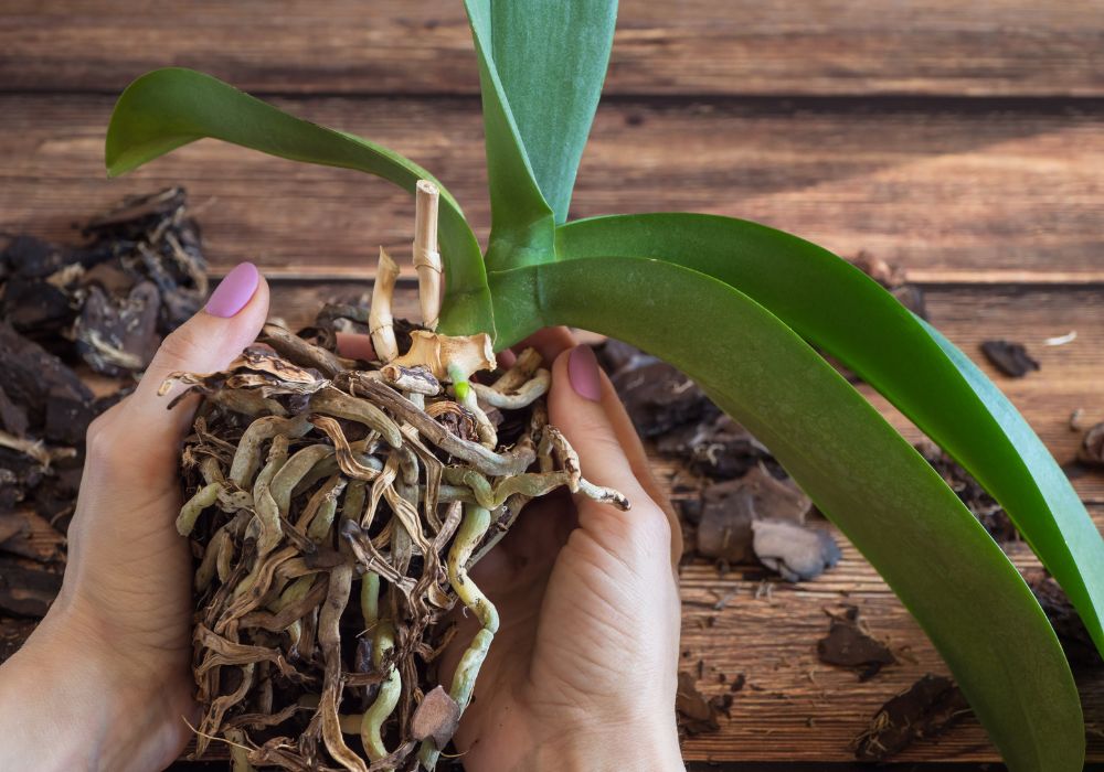 An image of an orchid being repotted. 