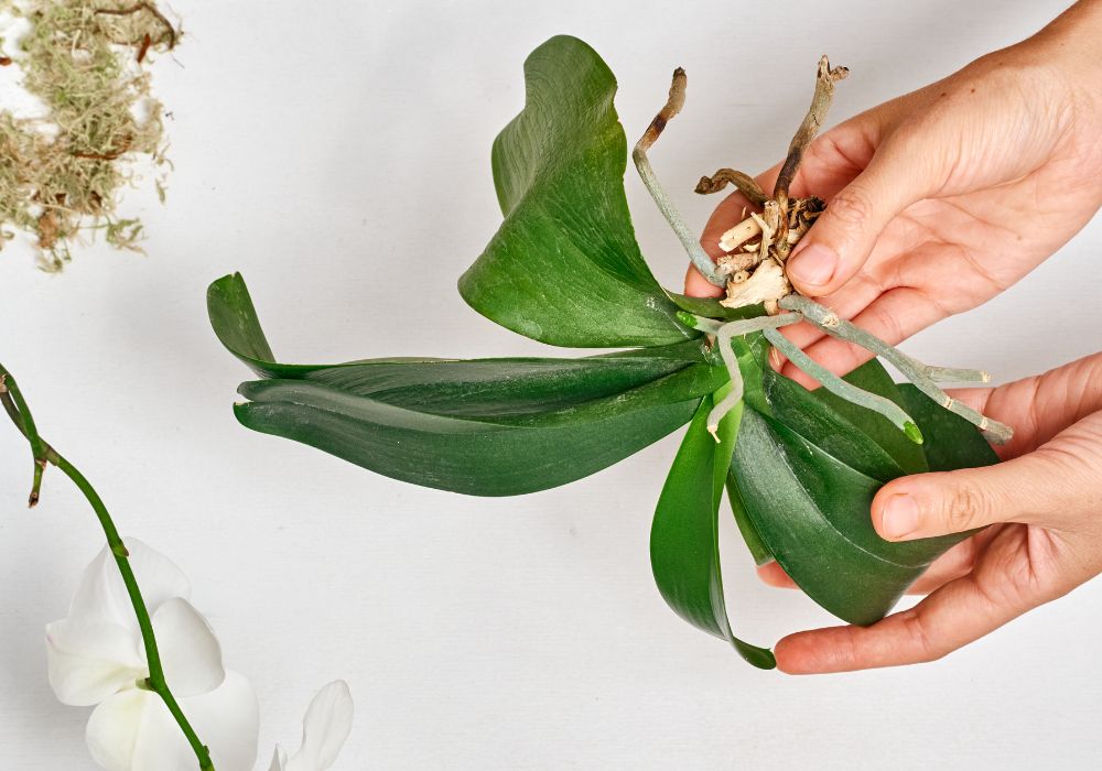 An image of an orchid being repotted. 