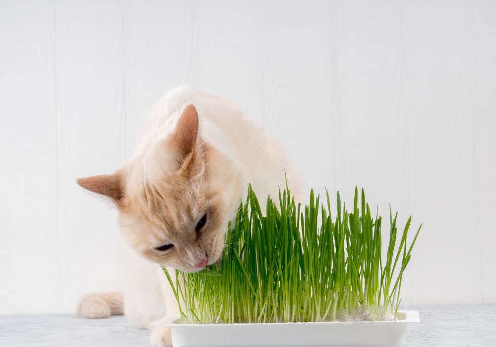 An image of a cat eating cat grass.