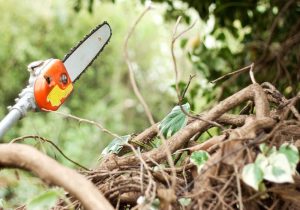 An image of a pole saw in use for the article about the "best pole saw."