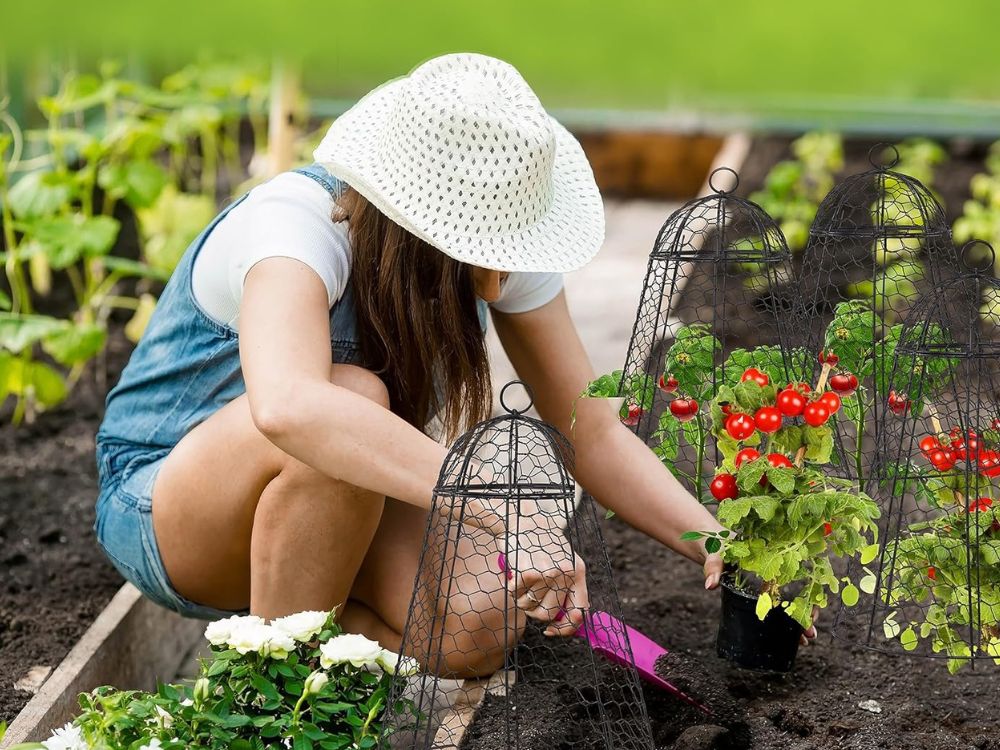 An image of a woman planing tomato plants. 