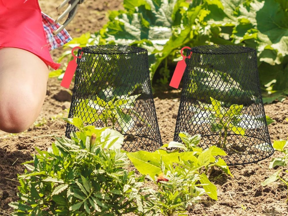 An image of two garden cloche. 