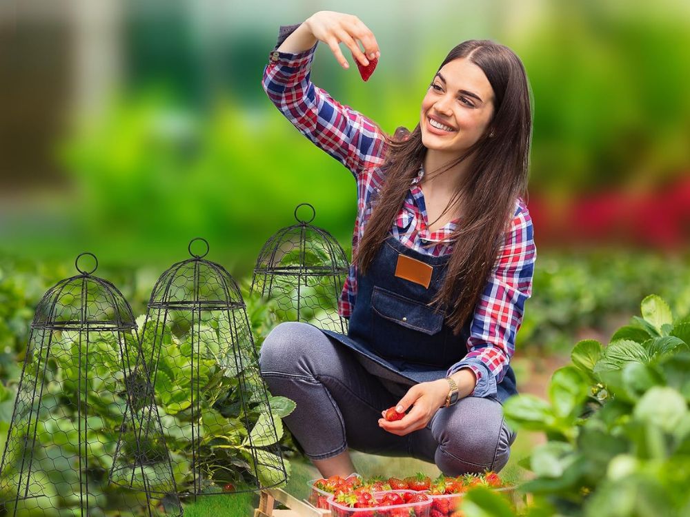 An image of a woman harvesting strawberries for an article about garden cloche.