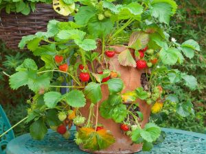 An image of a strawberry tower planter.