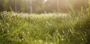 How often should you mow your lawn?