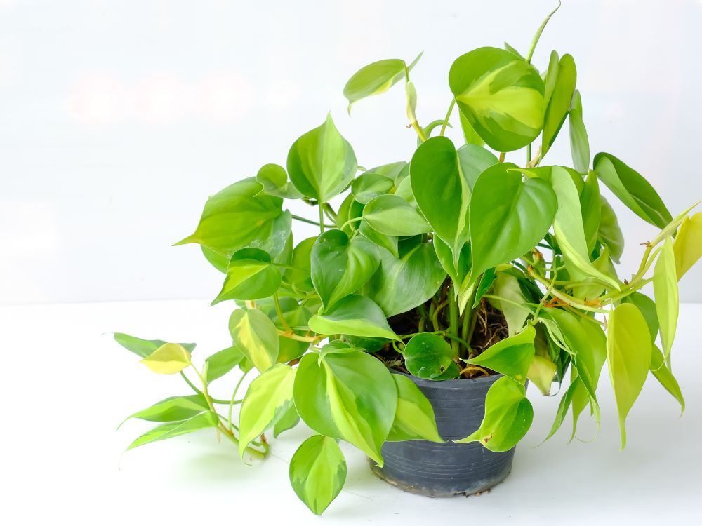 An image of a heartleaf philodendron for an article about indoor climbing plants.