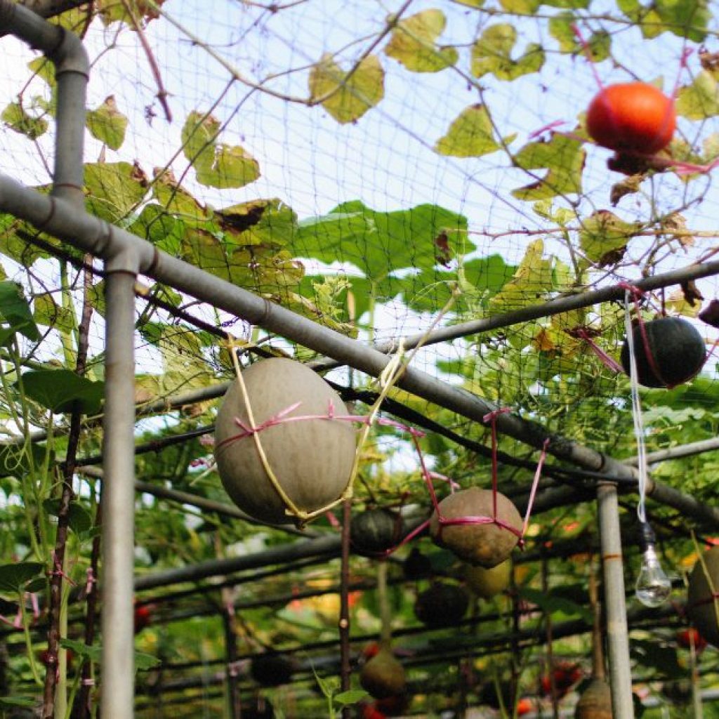 An image of pumpkins on a supported structure. 