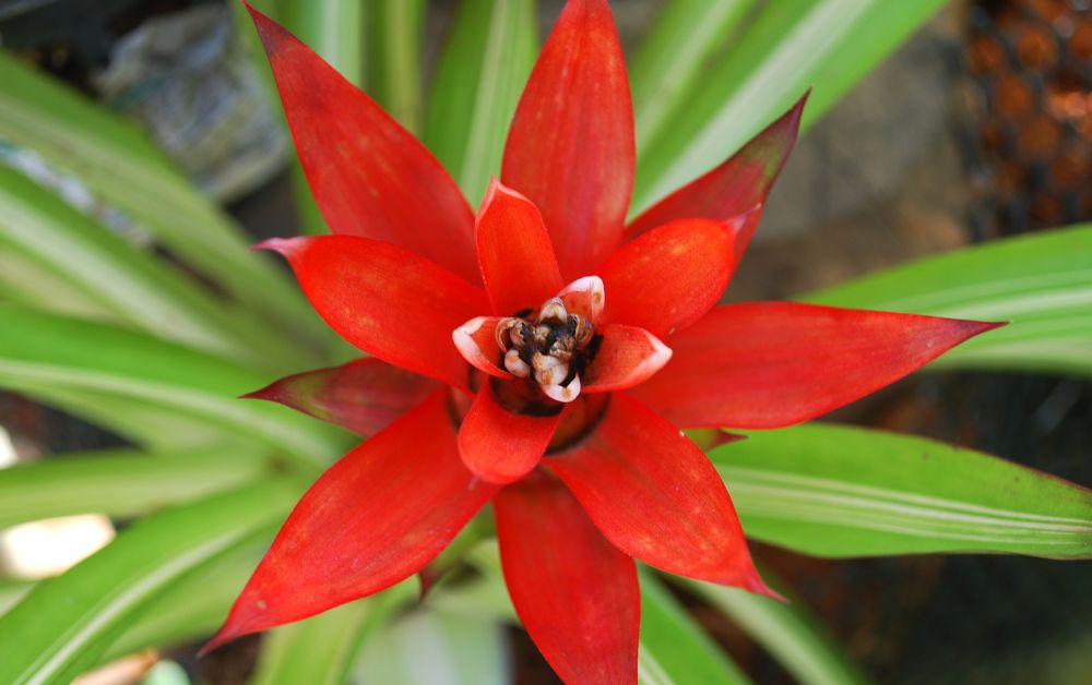 An image of a red bromeliad flower for an article about bromeliad care.