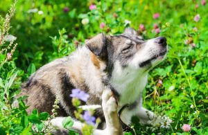 An image of a dog in a garden for an article about pet allergies.